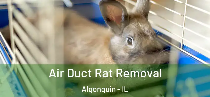  Air Duct Rat Removal Algonquin - IL