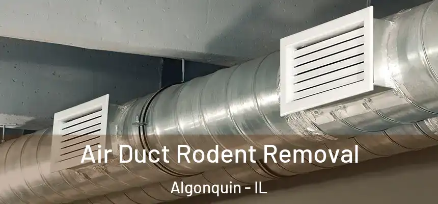  Air Duct Rodent Removal Algonquin - IL